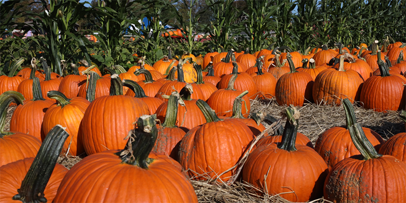 Poverty Hollow Farm